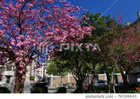 Cherry blossoms blooming in a small park in the Marais district of Paris, France, taken on April 2, 2021 76599043