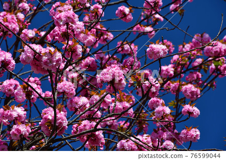 Cherry blossoms blooming in a small park in the Marais district of Paris, France, taken on April 2, 2021 Cherry blossoms blooming in a small park in the Marais district of Paris, France, taken on April 2, 2021 76599044