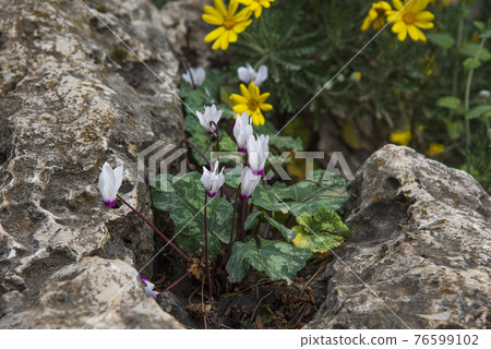 Cyclamen Flower in Israel's Winter Cyclamen Flower in Israel's Winter 76599102
