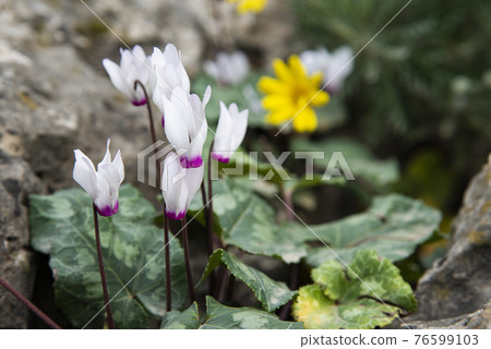 Cyclamen Flower in Israel's Winter Cyclamen Flower in Israel's Winter 76599103