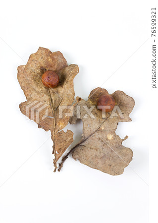 Oak apple or oak gall on a fallen dry leaves 76599321