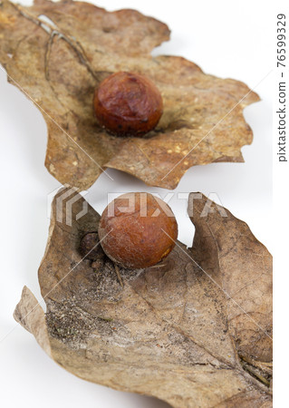 Oak apple or oak gall on a fallen dry leaves Oak apple or oak gall on a fallen dry leaves 76599329