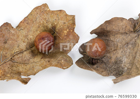 Oak apple or oak gall on two fallen dry leaves Oak apple or oak gall on two fallen dry leaves 76599330