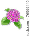 Hydrangea, a pink flower that blooms in the rainy season 76599440