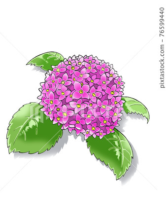 Hydrangea, a pink flower that blooms in the rainy season 76599440