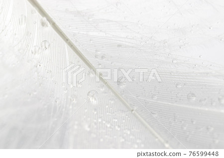 Feather abstract. Nature bird feather texture closeup on white background in macro photography, soft focus. Elegant expressive artistic image fragility of nature. Copy space. Feather abstract. Nature bird feather texture closeup on white background in macro photography, soft focus. Elegant expressive artistic image fragility of nature. Copy space. 76599448