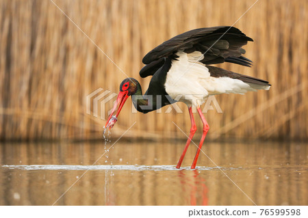 Black stork hunting in water in springtime nature. Black stork hunting in water in springtime nature. 76599598