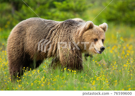 Brown bear looking on flower meadow in summer nature 76599600