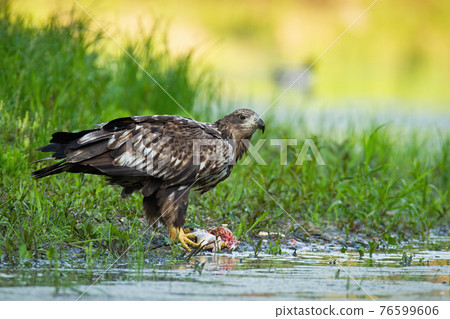 White-tailed eagle feeding riverbank in summer nature 76599606