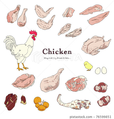 Chicken illustration set-hand drawn Chicken illustration set-hand drawn 76599851