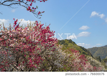 Flowering peach in full bloom 76600076