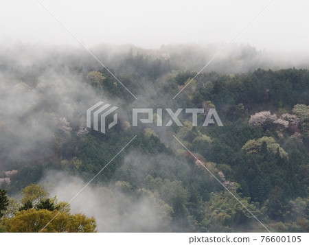 Satoyama scenery in spring surrounded by morning mist Satoyama scenery in spring surrounded by morning mist 76600105