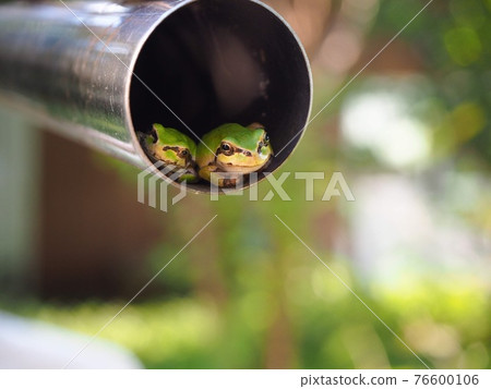 Two tree frogs hiding in a clothesline 76600106