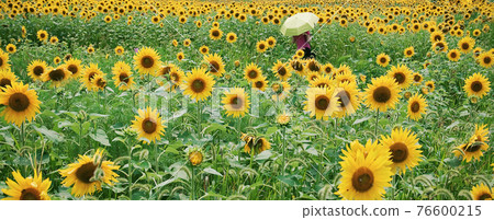 Woman holding a parasol in a sunflower field Woman holding a parasol in a sunflower field 76600215