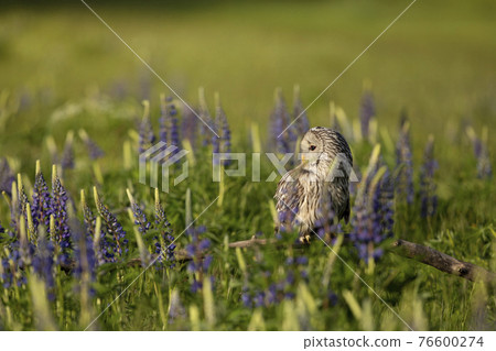 Ural owl siting on broken branch inside flowering meadow (Strix uralensis) 76600274