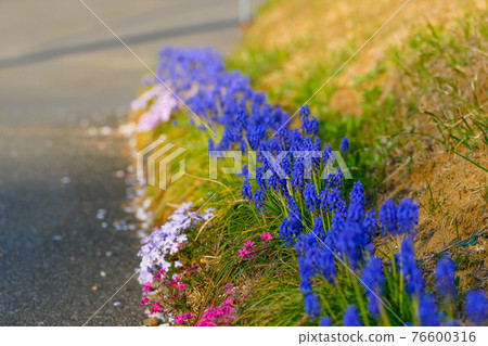 四月 路邊盛開的春花穆斯卡里和苔蘚福祿考（苔蘚福祿考） 76600316