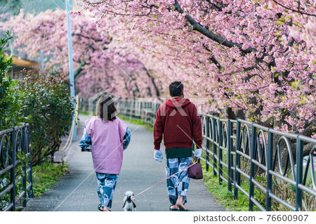 河津櫻花盛開，伊豆夫婦 76600907