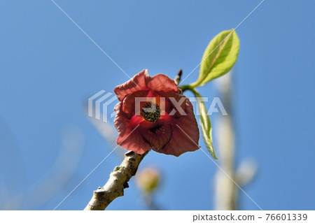 Popo flower Popo flower 76601339