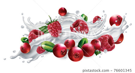 Cranberries and raspberries in a milk or yogurt splash. 76601345