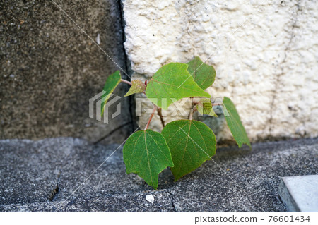 Red moss Red moss 76601434