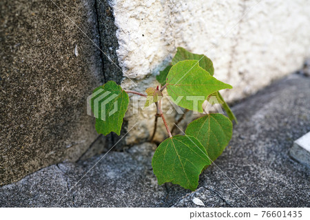 紅苔蘚 紅苔蘚 76601435