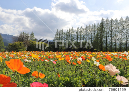 Iceland Poppy Iceland Poppy 76601569