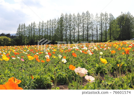Iceland Poppy Iceland Poppy 76601574