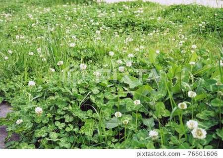 White clover 76601606