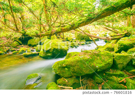 Waterfall among many foliages, In the fall, leaves Leaf color change In Yamagata, Japan. Onsen atmosphere. Moss and fern cling to rocks and branches due to moisture in the Fertile forest. soft focus. Waterfall among many foliages, In the fall, leaves Leaf color change In Yamagata, Japan. Onsen atmosphere. Moss and fern cling to rocks and branches due to moisture in the Fertile forest. soft focus. 76601816