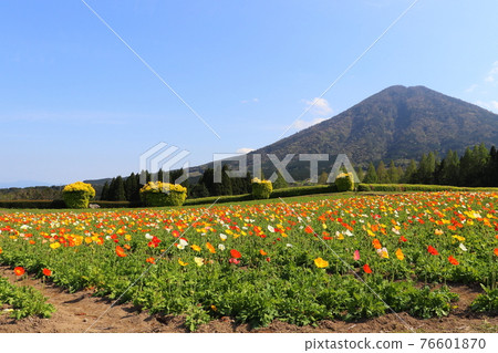 Iceland Poppy Iceland Poppy 76601870