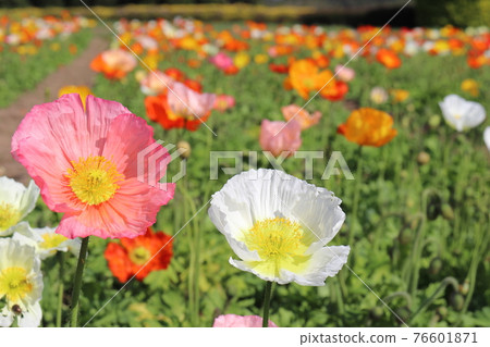 Iceland Poppy Iceland Poppy 76601871