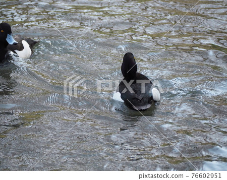 Kinkrochasshuro 76602951