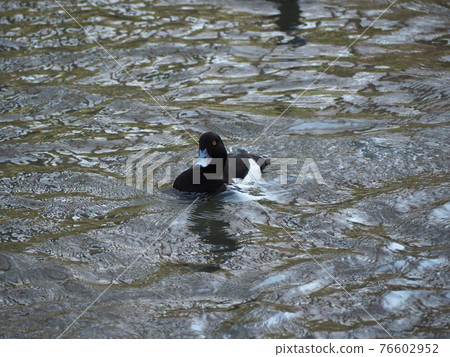 Kinkrochasshuro 76602952