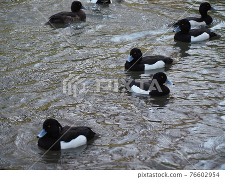 Kinkrochasshuro 76602954