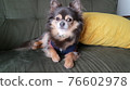 Chihuahua relaxing on the sofa 76602978
