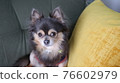 Chihuahua relaxing on the sofa 76602979