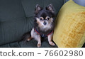 Chihuahua relaxing on the sofa 76602980
