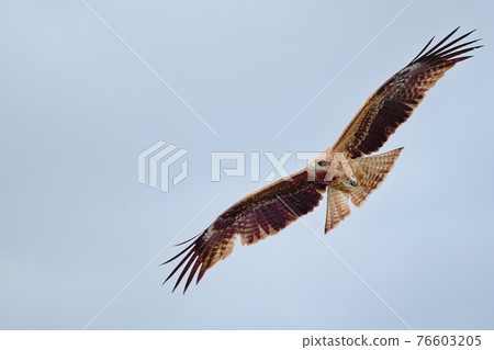 Hawk flying in Kamogawa Hawk flying in Kamogawa 76603205