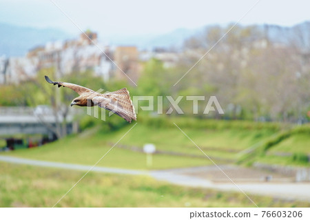 Hawk flying in Kamogawa 76603206