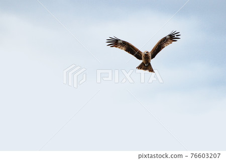 Hawk flying in Kamogawa Hawk flying in Kamogawa 76603207