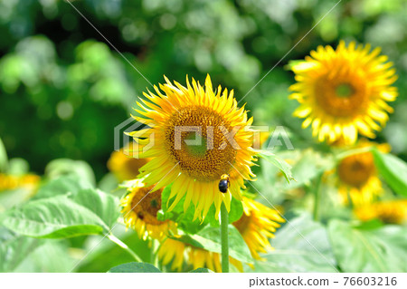 Oiwake Citizen's Forest Sunflower Oiwake Citizen's Forest Sunflower 76603216