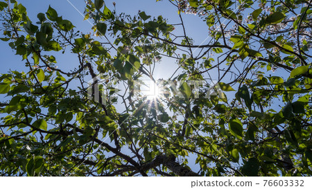 Backlit shooting in fine weather Backlit shooting in fine weather 76603332