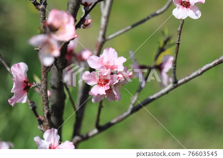 Almond flower 76603545