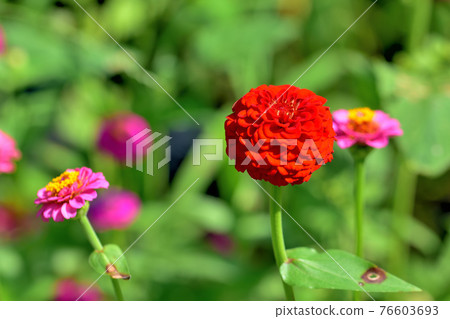 Oiwake Citizen's Forest Zinnia（百日草） 76603693