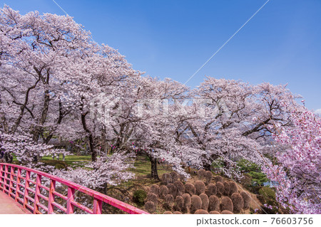 （長野縣伊那市）春日公園（城址）、本丸橋、櫻花盛開 76603756