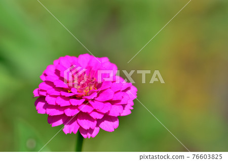 Oiwake Citizen's Forest Zinnia(百日草) Oiwake Citizen's Forest Zinnia(百日草) 76603825