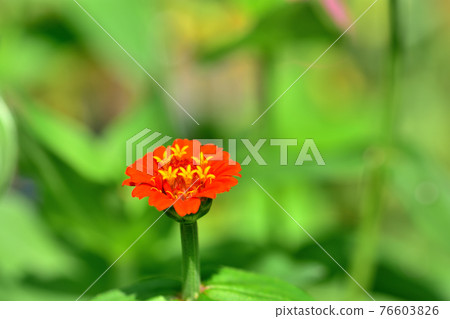 Oiwake Citizen's Forest Zinnia (Zinnia) Oiwake Citizen's Forest Zinnia (Zinnia) 76603826