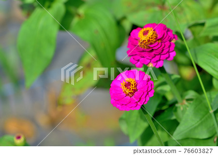 Oiwake Citizen's Forest Zinnia(百日草) Oiwake Citizen's Forest Zinnia(百日草) 76603827