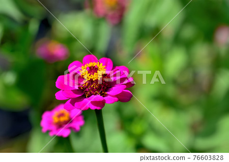 Oiwake Citizen's Forest Zinnia(百日草) Oiwake Citizen's Forest Zinnia(百日草) 76603828