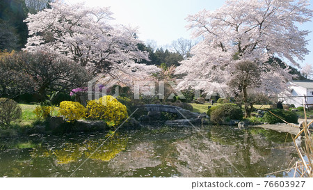 櫻花花瓣漂浮在池塘中的日本花園（紙suki房子）/路邊站和紙之里東秩父（埼玉縣東秩父村） 76603927
